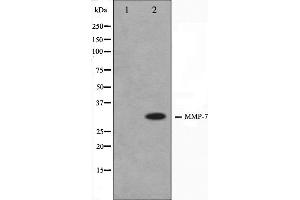 Western blot analysis on COS7 cell lysate using MMP7 Antibody. (MMP7 anticorps  (C-Term))