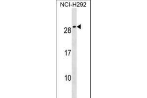 CFC1B Antibody (N-term) (ABIN1539155 and ABIN2850514) western blot analysis in NCI- cell line lysates (35 μg/lane). (CFC1B anticorps  (N-Term))