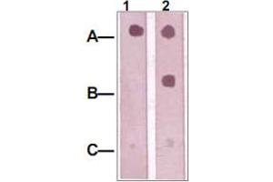 Dot Blot : 1 ug peptide was blot onto NC membrane. (IRS1 anticorps  (pTyr612))