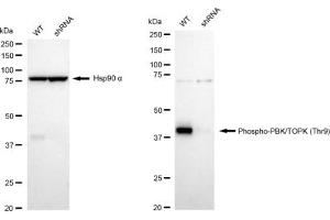 Western blotting analysis using Phospho-PBK/TOPK (Thr9) antibody (ABIN7799752). (Recombinant PBK anticorps  (pThr9))