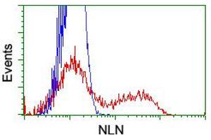 HEK293T cells transfected with either RC212447 overexpress plasmid (Red) or empty vector control plasmid (Blue) were immunostained by anti-NLN antibody (ABIN2455336), and then analyzed by flow cytometry. (NLN anticorps)