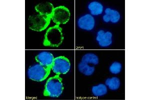 Immunofluorescence staining of Jurkat cells using anti-TAG-72 Minretumomab (CC49 ) Immunofluorescence analysis of paraformaldehyde fixed Jurkat cells stained with the chimeric mouse IgG version of Minretumomab (CC49 ) (ABIN7072523) at 10 μg/mL followed by Alexa Fluor® 488 secondary antibody (2 μg/mL), showing membrane staining.