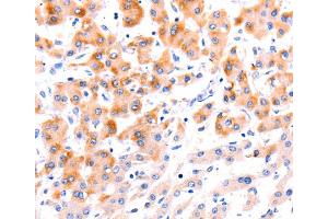 Immunohistochemistry (IHC) image for anti-Ephrin A1 (EFNA1) antibody (ABIN2421536) (Ephrin A1 anticorps)
