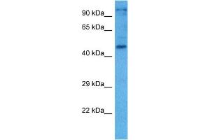 Host:  Mouse  Target Name:  NFIA  Sample Tissue:  Mouse Testis  Antibody Dilution:  1ug/ml (NFIC anticorps  (N-Term))