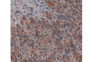 IHC-P analysis of stomach tissue, with DAB staining. (FARS2 anticorps  (AA 1-472))