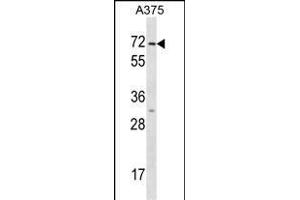 KRT75 Antibody (N-term) (ABIN1539522 and ABIN2848502) western blot analysis in  cell line lysates (35 μg/lane). (Keratin 75 anticorps  (N-Term))