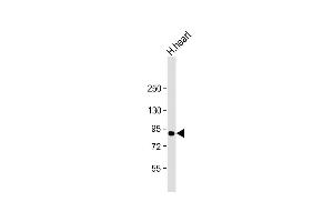 Anti-ACO2 Antibody (Center) at 1:2000 dilution + human heart lysate Lysates/proteins at 20 μg per lane. (ACO2 anticorps  (AA 433-467))