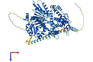 AlphaFold protein structure predicition of Human Recombinant DHX15 Protein, UniprotID O43143