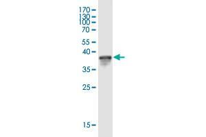 Western Blot detection against Immunogen (36.