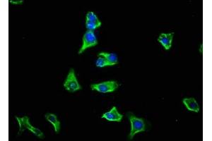 Immunofluorescence staining of HepG2 cells with ABIN7153371 at 1:133, counter-stained with DAPI. (GPSM1 anticorps  (AA 60-300))