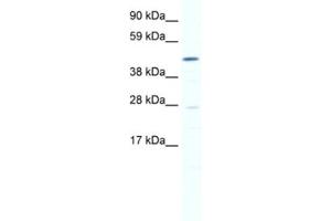 Western Blotting (WB) image for anti-SET and MYND Domain Containing 1 (SMYD1) antibody (ABIN2461463) (SMYD1 anticorps)