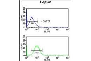 PECI Antibody (C-term) (ABIN652636 and ABIN2842426) flow cytometric analysis of HepG2 cells (bottom histogram) compared to a negative control cell (top histogram).