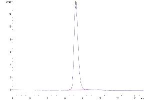 The purity of Human TRAIL R4 is greater than 95 % as determined by SEC-HPLC.