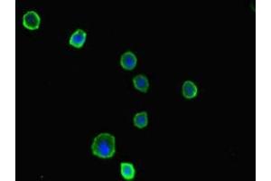 Immunofluorescent analysis of MCF-7 cells using ABIN7142660 at dilution of 1:100 and Alexa Fluor 488-congugated AffiniPure Goat Anti-Rabbit IgG(H+L) (PRKAA2 anticorps  (Catalytic Subunit alpha))