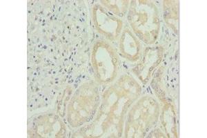 Immunohistochemistry of paraffin-embedded human kidney tissue using ABIN7171148 at dilution of 1:100