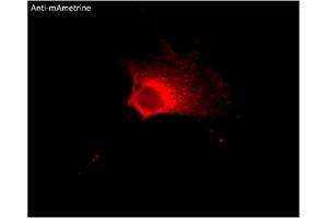 Immunofluorescence (IF) image for anti-mAmetrine Fluorescent Protein antibody (ABIN7273095) (mAmetrine Fluorescent Protein anticorps)