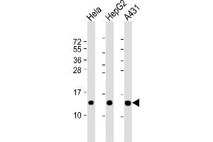 All lanes : Anti-NDUFB3 Antibody (N-Term) at 1:2000 dilution Lane 1: Hela whole cell lysate Lane 2: HepG2 whole cell lysate Lane 3: A431 whole cell lysate Lysates/proteins at 20 μg per lane. (NDUFB3 anticorps  (AA 13-45))