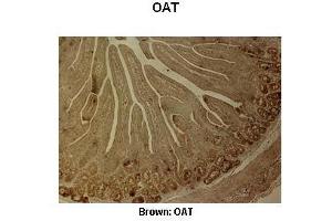 Sample Type :  Pig duodenum   Primary Antibody Dilution :   1:500  Secondary Antibody :  Anti-rabbit-biotin, streptavidin-HRP   Secondary Antibody Dilution :   1:500  Color/Signal Descriptions :  Brown: OAT  Gene Name :  OAT   Submitted by :  Juan C. (OAT anticorps  (C-Term))