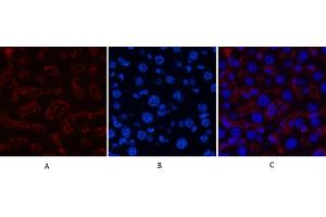 Immunofluorescence analysis of mouse liver tissue. (HSV Tag anticorps)