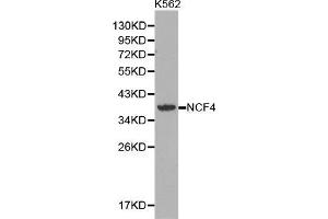 Western blot analysis of extracts of K562 cell lines, using NCF4 antibody. (NCF4 anticorps  (AA 1-190))