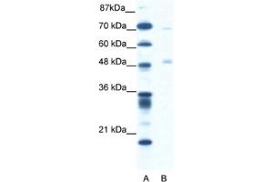 Western Blotting (WB) image for anti-Pancreatic Lipase (PNLIP) antibody (ABIN2460823) (PNLIP anticorps)