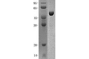 Validation with Western Blot (GAS7 Protein (Transcript Variant D) (His tag))
