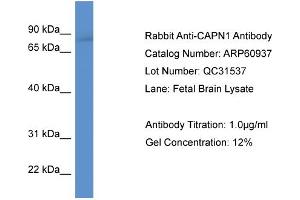 Western Blotting (WB) image for anti-Calpain 1, Large Subunit (CAPNL1) (N-Term) antibody (ABIN2788626) (CAPNL1 anticorps  (N-Term))
