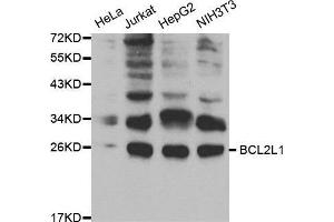 Western blot analysis of extracts of various cell lines, using BCL2L1 antibody. (BCL2L1 anticorps  (AA 1-120))