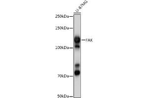 Western blot analysis of extracts of U-87MG cells, using FAK antibody (ABIN3022950, ABIN3022951, ABIN3022952 and ABIN6219313) at 1:1000 dilution. (FAK anticorps)
