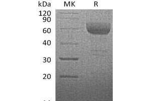 Western Blotting (WB) image for Tumor Necrosis Factor Receptor Superfamily, Member 14 (TNFRSF14) protein (Fc Tag) (ABIN7321001)