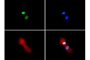 Immunofluorescence of Rabbit Anti-Histone H3 [Sym-dimethyl Arg2, Dimethyl Lys4] Antibody.