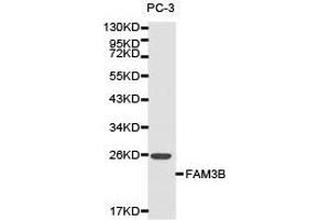 Western Blotting (WB) image for anti-Family with Sequence Similarity 3, Member B (FAM3B) antibody (ABIN1872652) (FAM3B anticorps)