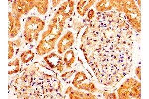 IHC image of ABIN7167660 diluted at 1:290 and staining in paraffin-embedded human kidney tissue performed on a Leica BondTM system. (RXFP2 anticorps  (AA 33-158))