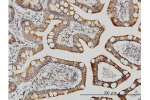 Image no. 1 for anti-Leucine Zipper-EF-Hand Containing Transmembrane Protein 1 (LETM1) (AA 601-709) antibody (ABIN598780) (LETM1 anticorps  (AA 601-709))