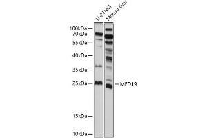 Western blot analysis of extracts of various cell lines, using MED19 antibody (ABIN7268440) at 1:1000 dilution.