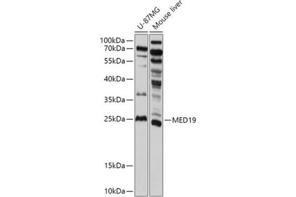 MED19 anticorps  (AA 60-160)