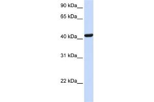 WB Suggested Anti-SKAP1 Antibody Titration:  0.