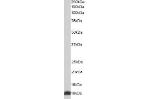 ABIN4902588 (0. (HSPE1 anticorps)