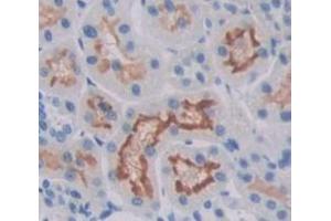 IHC-P analysis of Rat Tissue, with DAB staining. (Prolactin Receptor anticorps  (AA 20-229))