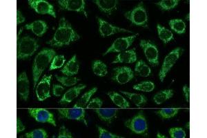 Immunofluorescence analysis of L929 cells using IDH3A Polyclonal Antibody at dilution of 1:100.