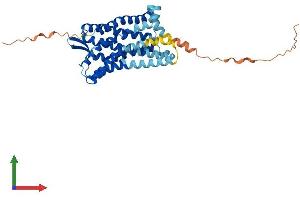 AlphaFold protein structure predicition of Mouse Recombinant Ltb4r Protein, UniprotID O88855