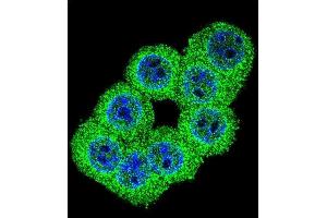 Confocal immunofluorescent analysis of FKBP1B Antibody (N-term) (ABIN392348 and ABIN2841987) with 293 cell followed by Alexa Fluor 488-conjugated goat anti-rabbit lgG (green).