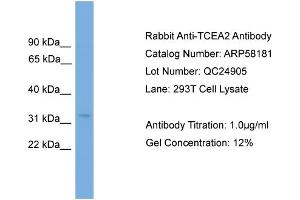 WB Suggested Anti-TCEA2  Antibody Titration: 0. (TCEA2 anticorps  (N-Term))