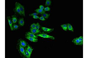 Immunofluorescent analysis of HepG2 cells using ABIN7169984 at dilution of 1:100 and Alexa Fluor 488-congugated AffiniPure Goat Anti-Rabbit IgG(H+L)