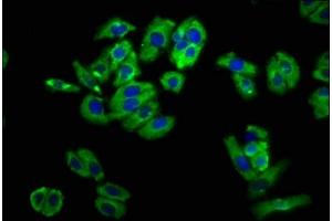 Immunofluorescence staining of HepG2 cells with ABIN7161183 at 1:100, counter-stained with DAPI.