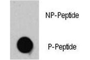 Dot blot analysis of phospho-TSC2 antibody.