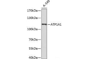 Western blot analysis of extracts of A-549 cells using ATP1A1 Polyclonal Antibody at dilution of 1:1000. (ATP1A1 anticorps)
