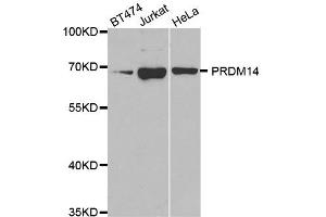 Western Blotting (WB) image for anti-PR Domain Containing 14 (PRDM14) antibody (ABIN1876766)