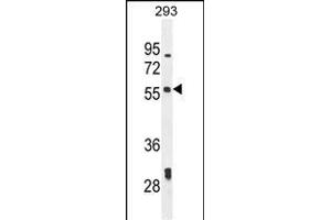 LARP6 Antibody (N-term) (ABIN654784 and ABIN2844464) western blot analysis in 293 cell line lysates (35 μg/lane). (LARP6 anticorps  (N-Term))