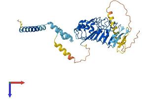 AlphaFold protein structure predicition of Human Recombinant LRRC2 Protein, UniprotID Q9BYS8